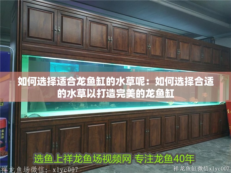 如何選擇適合龍魚缸的水草呢：如何選擇合適的水草以打造完美的龍魚缸