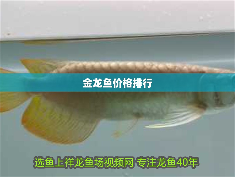 金龍魚價格排行