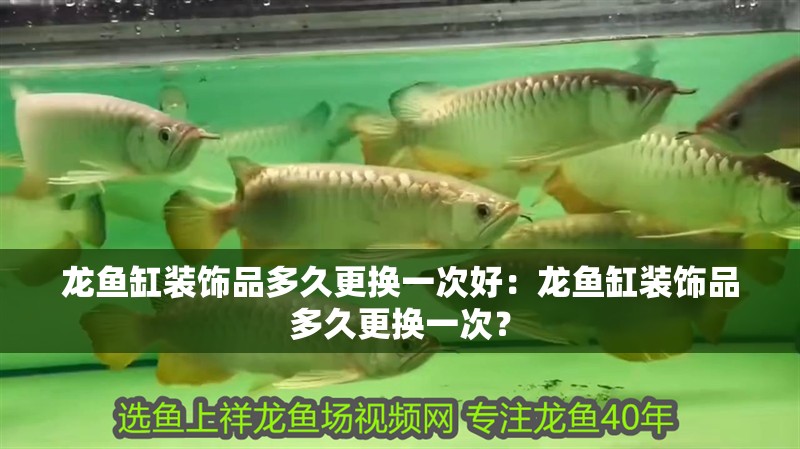 龍魚缸裝飾品多久更換一次好：龍魚缸裝飾品多久更換一次？