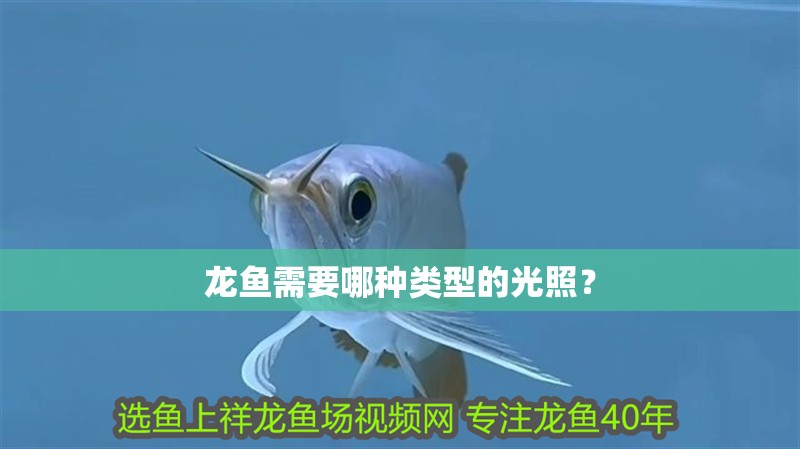 龍魚需要哪種類型的光照？
