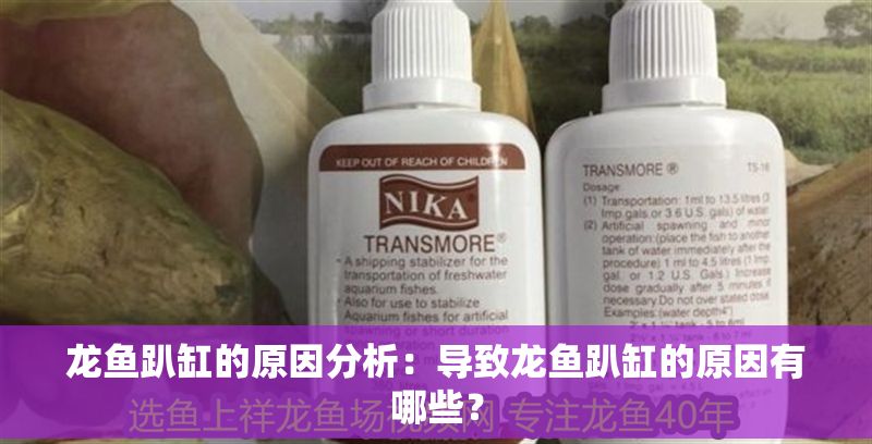 龍魚趴缸的原因分析：導致龍魚趴缸的原因有哪些？