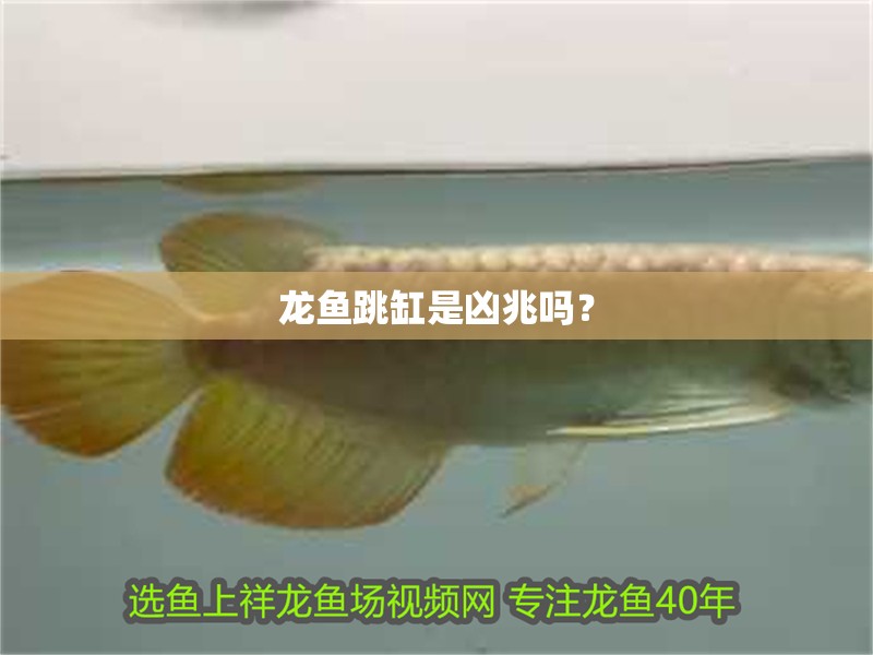龍魚跳缸是兇兆嗎？