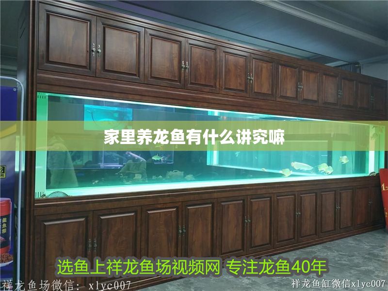 家里養龍魚有什么講究嘛