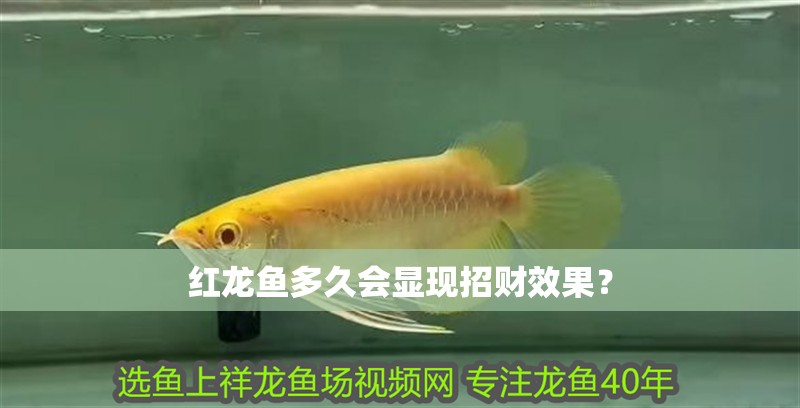 紅龍魚多久會顯現招財效果？