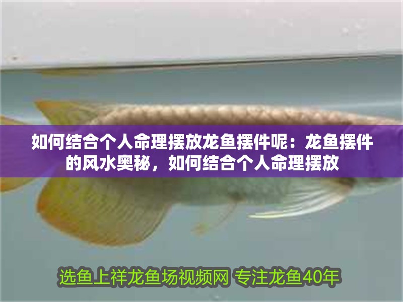 如何結合個人命理擺放龍魚擺件呢：龍魚擺件的風水奧秘，如何結合個人命理擺放
