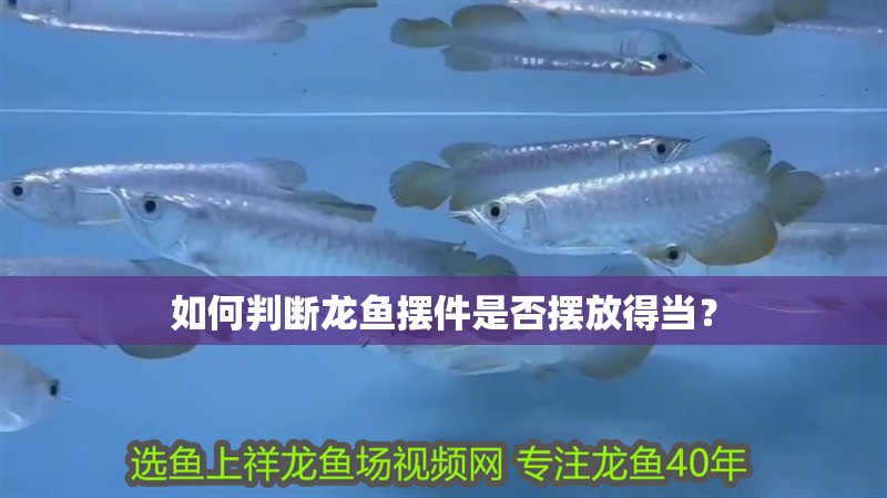 如何判斷龍魚擺件是否擺放得當？