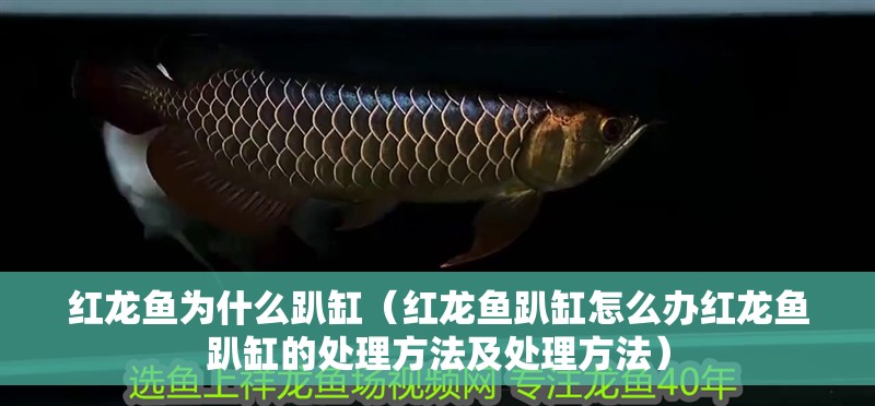 紅龍魚為什么趴缸（紅龍魚趴缸怎么辦紅龍魚趴缸的處理方法及處理方法）