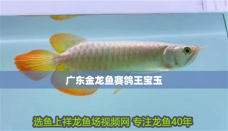 廣東金龍魚賽鴿王寶玉