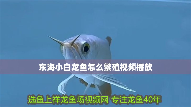 東海小白龍魚怎么繁殖視頻播放