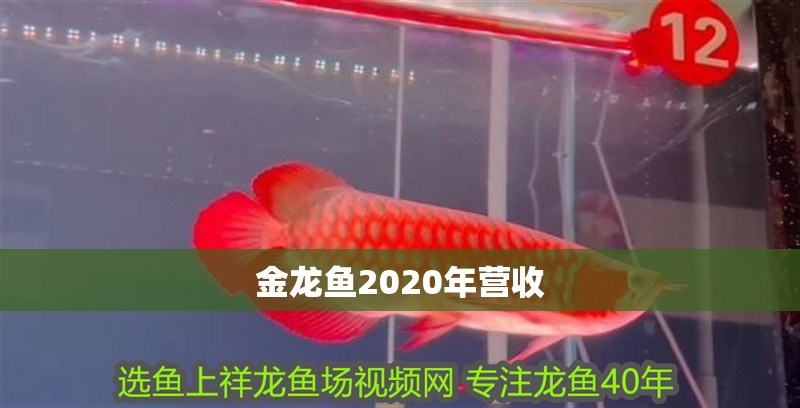 金龍魚2020年營收