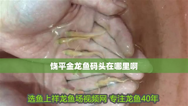 饒平金龍魚碼頭在哪里啊