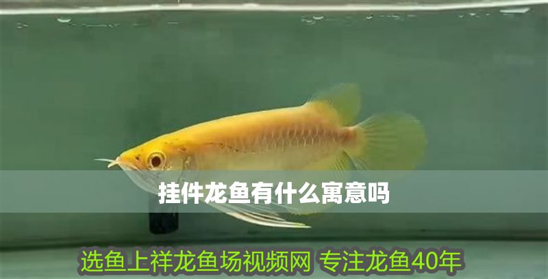 掛件龍魚有什么寓意嗎