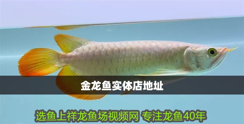 金龍魚實(shí)體店地址