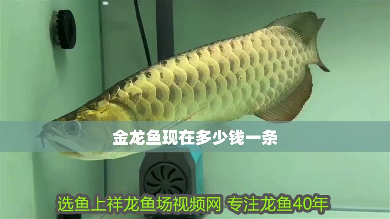 金龍魚現(xiàn)在多少錢一條