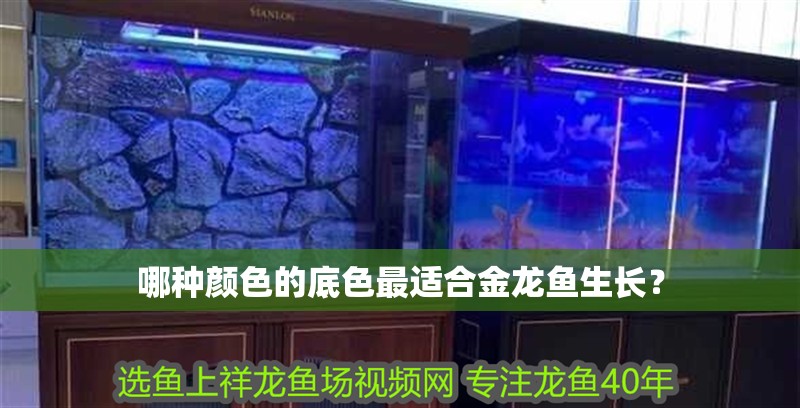 哪種顏色的底色最適合金龍魚生長？