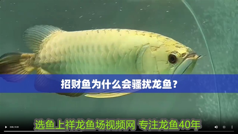 招財魚為什么會騷擾龍魚？