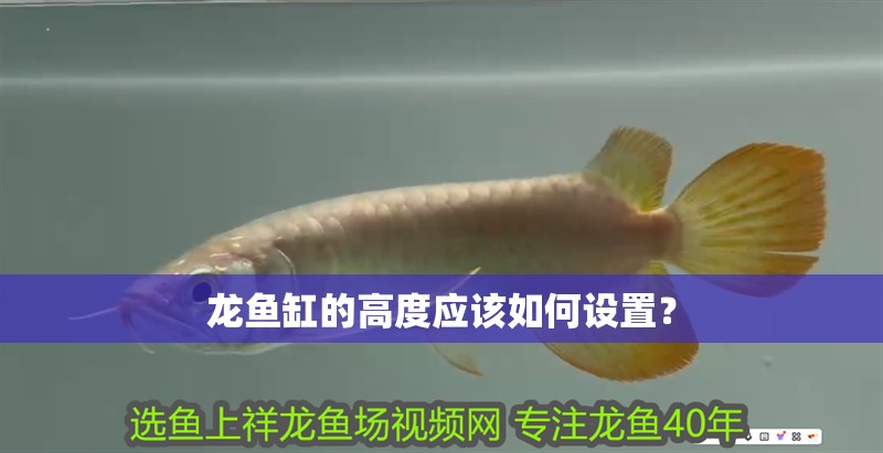 龍魚缸的高度應該如何設置？
