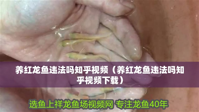 養紅龍魚違法嗎知乎視頻（養紅龍魚違法嗎知乎視頻下載）