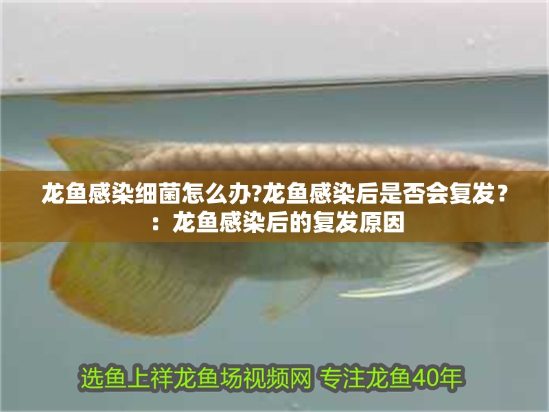 龍魚感染細(xì)菌怎么辦?龍魚感染后是否會(huì)復(fù)發(fā)？：龍魚感染后的復(fù)發(fā)原因