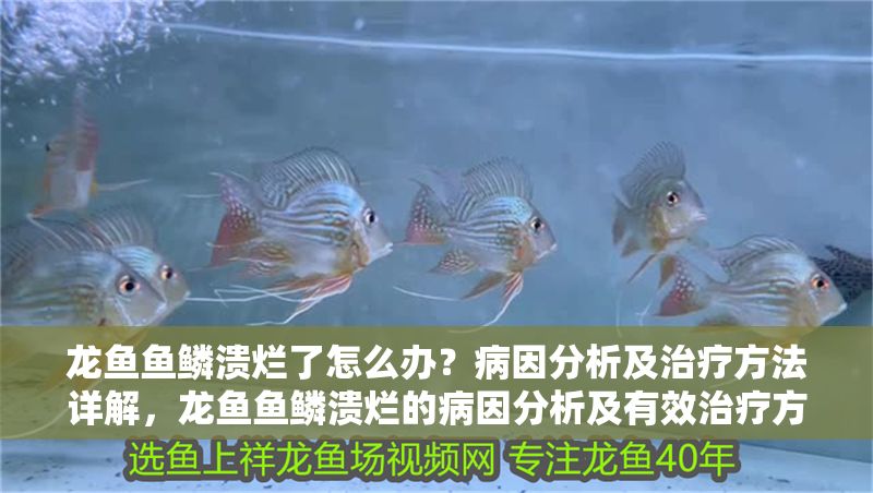 龍魚魚鱗潰爛了怎么辦？病因分析及治療方法詳解，龍魚魚鱗潰爛的病因分析及有效治療方法