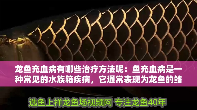 龍魚充血病有哪些治療方法呢：魚充血病是一種常見的水族箱疾病，它通常表現為龍魚的鰭、尾和體側出現紅斑或腫脹。這種病癥不僅影響龍魚的外觀，還可能對它們的健康造成長期影響。因此，了解并采取適當的治療措施對于恢復龍魚的健康至關重要（如何治療龍魚充血病）