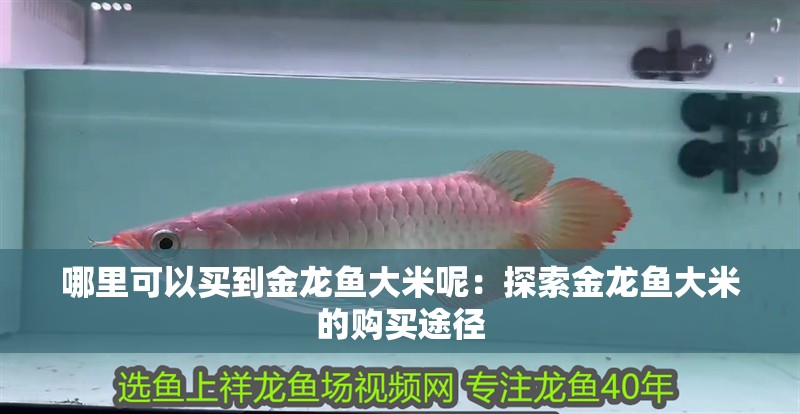 如何判斷龍魚眼睛凸出是否嚴重？
