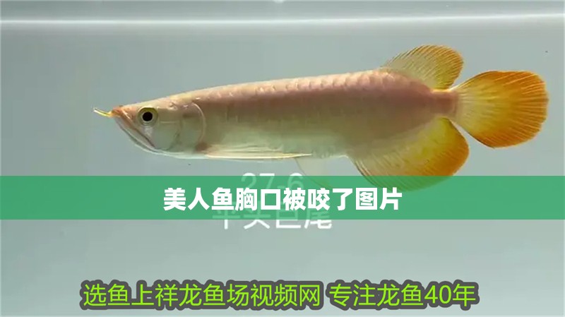 美人魚胸口被咬了圖片