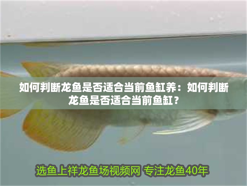 龍魚上午趴缸下午就沒事了：龍魚上午趴缸下午就沒事了現(xiàn)象可能由多種因素引起 龍魚上午趴缸下午就沒事了：龍魚上午趴缸下午就沒事了現(xiàn)象可能由多種因素引起 龍魚百科