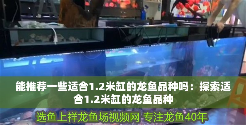 能推薦一些適合1.2米缸的龍魚品種嗎：探索適合1.2米缸的龍魚品種
