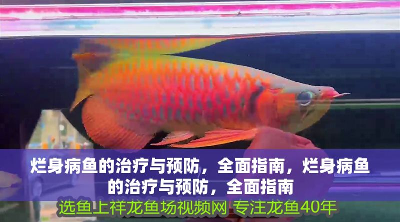 爛身病魚的治療與預防，全面指南，爛身病魚的治療與預防，全面指南