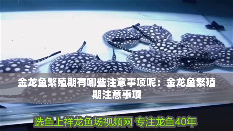 金龍魚繁殖期有哪些注意事項呢：金龍魚繁殖期注意事項