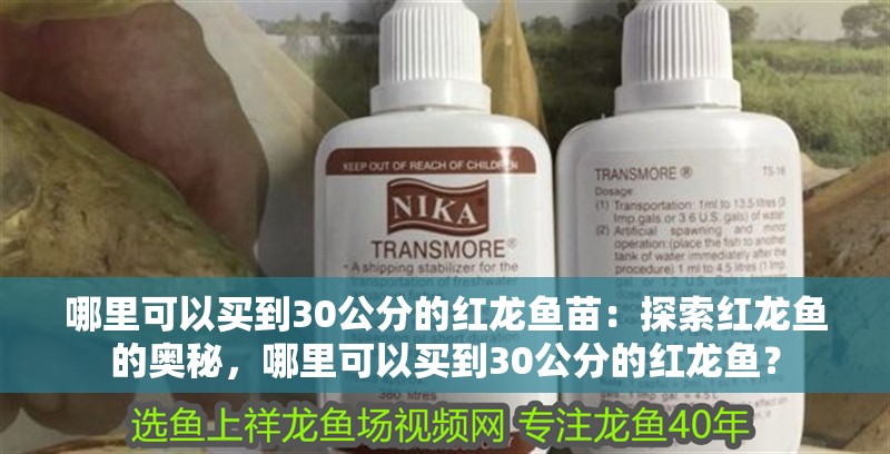 哪里可以買到30公分的紅龍魚苗：探索紅龍魚的奧秘，哪里可以買到30公分的紅龍魚？