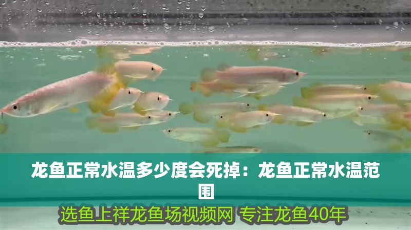 龍魚正常水溫多少度會死掉：龍魚正常水溫范圍