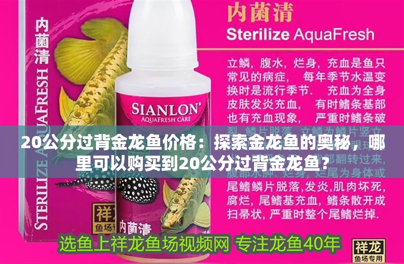 20公分過背金龍魚價格：探索金龍魚的奧秘，哪里可以購買到20公分過背金龍魚？