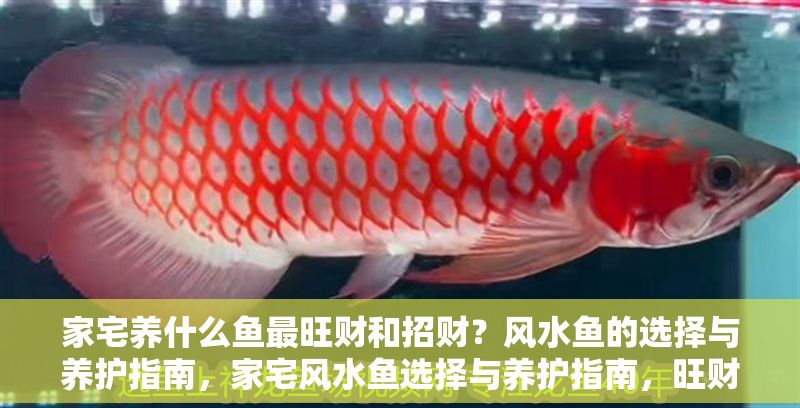 家宅養(yǎng)什么魚最旺財(cái)和招財(cái)？風(fēng)水魚的選擇與養(yǎng)護(hù)指南，家宅風(fēng)水魚選擇與養(yǎng)護(hù)指南，旺財(cái)招財(cái)?shù)聂~類推薦