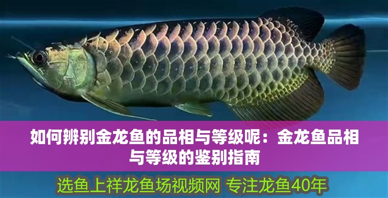如何辨別金龍魚的品相與等級呢：金龍魚品相與等級的鑒別指南