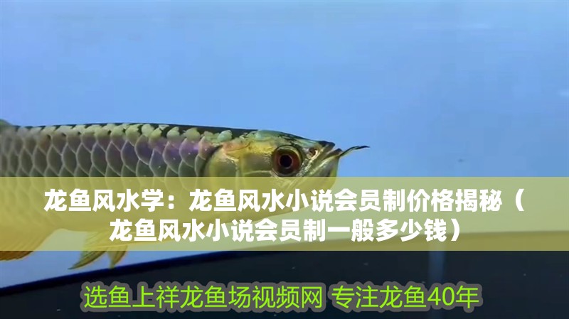 龍魚風水學：龍魚風水小說會員制價格揭秘（龍魚風水小說會員制一般多少錢）