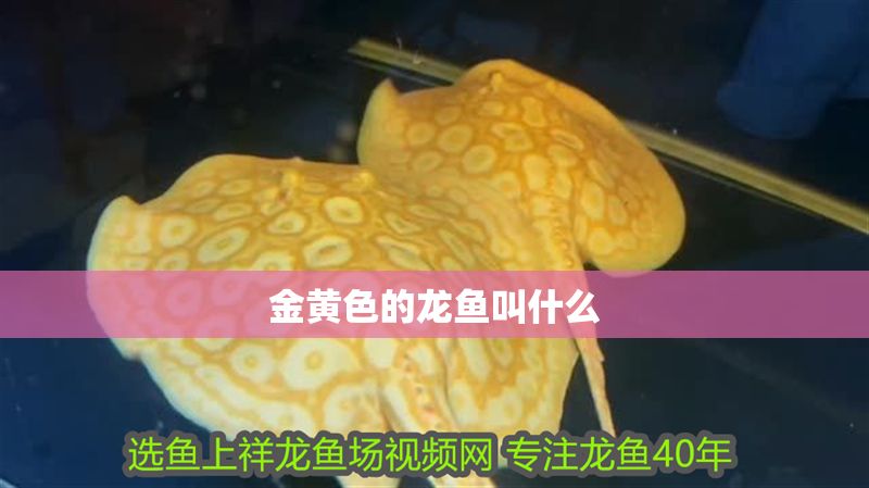 金黃色的龍魚叫什么