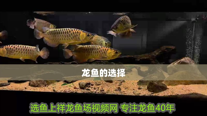 龍魚的選擇