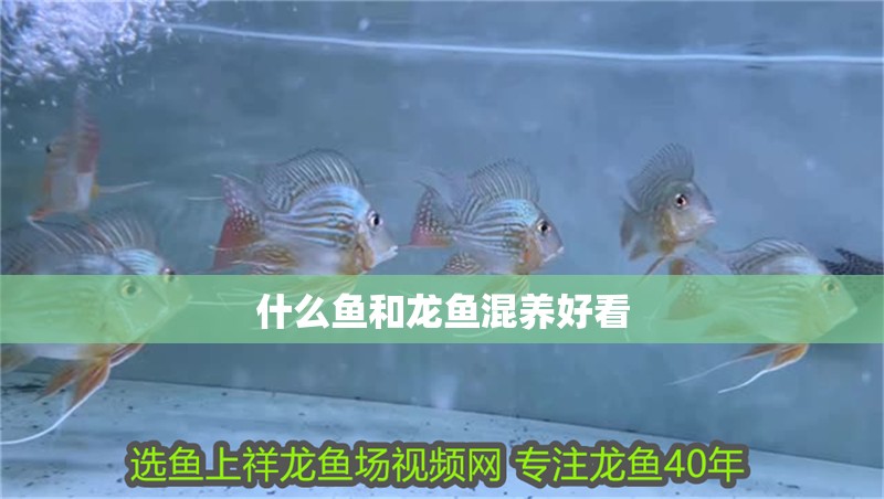 什么魚和龍魚混養好看 什么魚和龍魚混養好看 龍魚百科