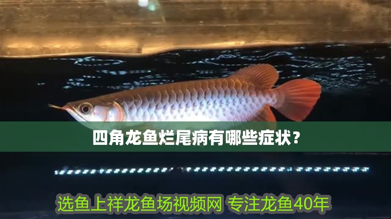 四角龍魚爛尾病有哪些癥狀？