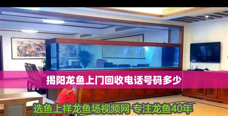 不養龍魚養什么魚好看又好養：不養龍魚養什么魚好看又好養什么魚好看又好養