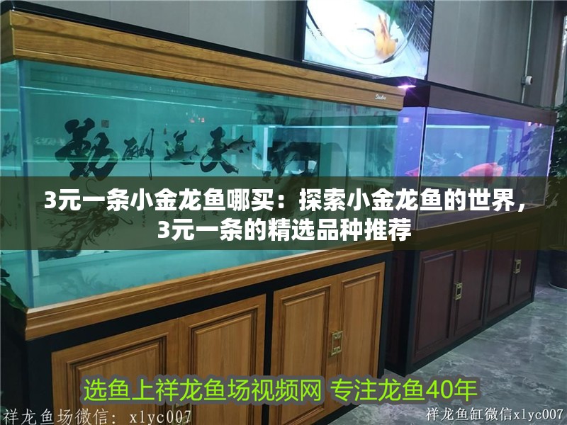3元一條小金龍魚哪買：探索小金龍魚的世界，3元一條的精選品種推薦