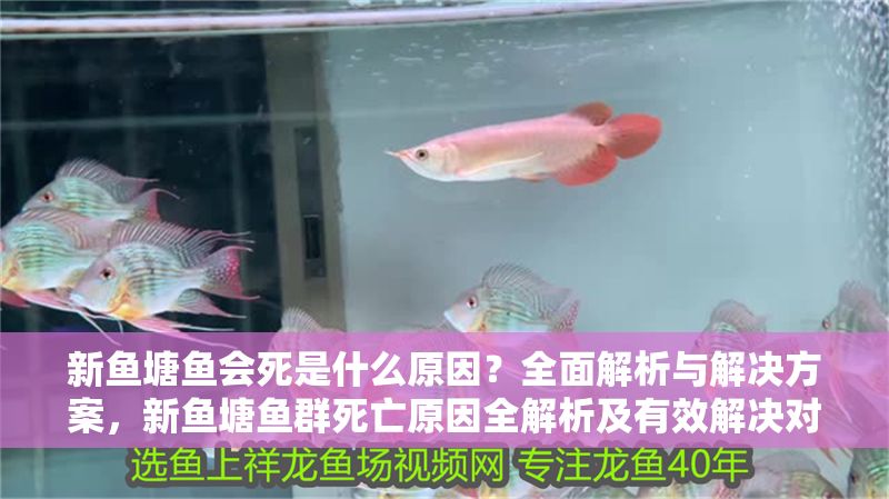 新魚塘魚會死是什么原因？全面解析與解決方案，新魚塘魚群死亡原因全解析及有效解決對策