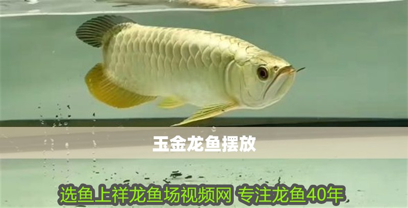 玉金龍魚擺放