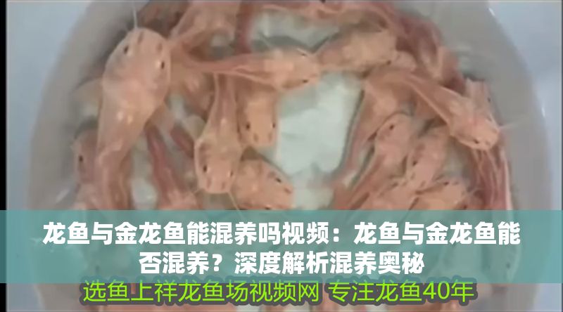 龍魚與金龍魚能混養嗎視頻：龍魚與金龍魚能否混養？深度解析混養奧秘