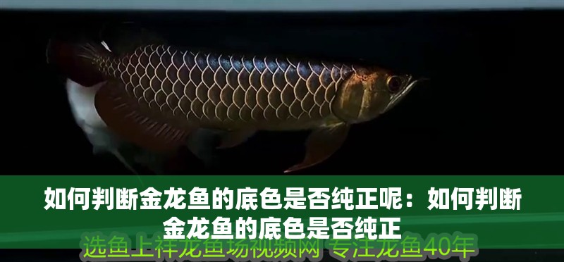 魚缸過濾器選購(gòu)指南:自制魚缸過濾器魚缸上置過濾器對(duì)于養(yǎng)魚愛好者的必備知識(shí) 如何判斷金龍魚的底色是否純正呢:如何判斷金龍魚的底色是否純正 水族問答 如何判斷金龍魚的底色是否純正呢:如何判斷金龍魚的底色是否純正 如何判斷金龍魚的底色是否純正呢:如何判斷金龍魚的底色是否純正 水族問答