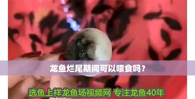 龍魚爛尾期間可以喂食嗎？