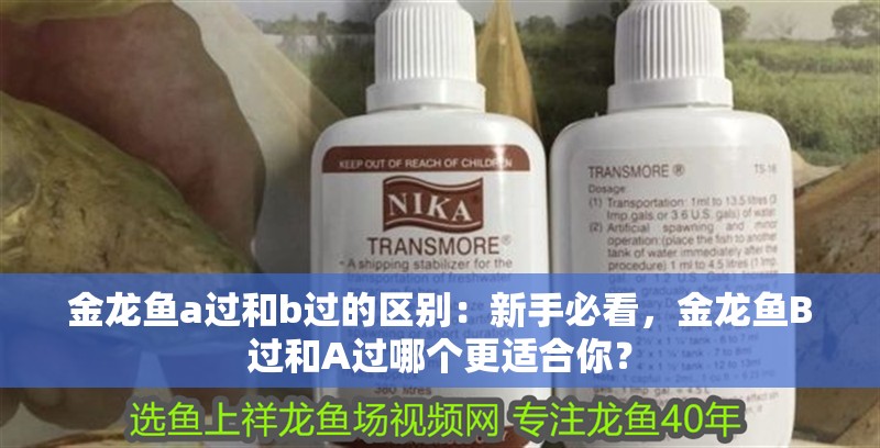 金龍魚a過和b過的區(qū)別：新手必看，金龍魚B過和A過哪個更適合你？