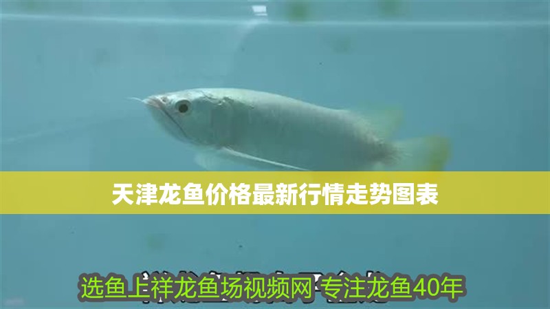 天津龍魚價格最新行情走勢圖表